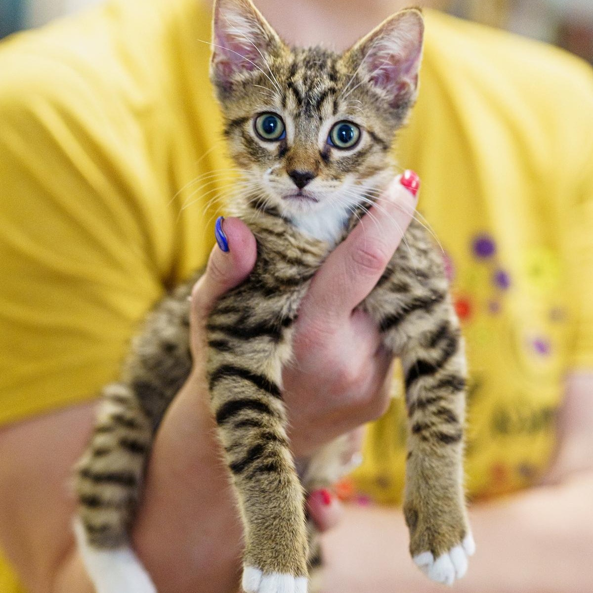 Cookie, an adoptable Tabby in LAMPASAS, TX, 76550 | Photo Image 1
