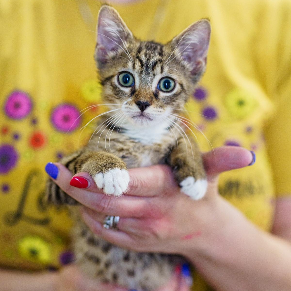 Cookie, an adoptable Tabby in LAMPASAS, TX, 76550 | Photo Image 5