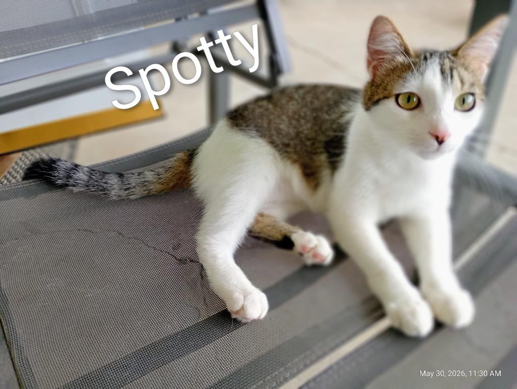 Enlarge Spotty (Fee Waived), a Adoptable mixed breed in Saint James, MN image 2/4