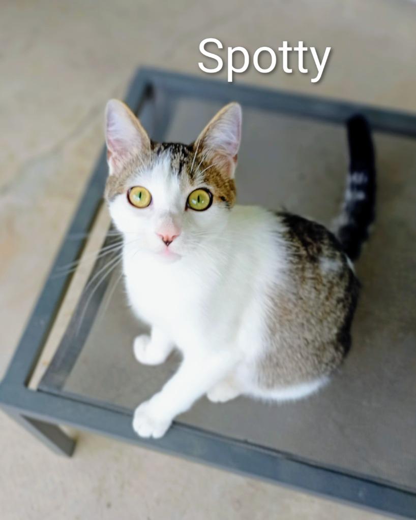 Enlarge Spotty (Fee Waived), a Adoptable mixed breed in Saint James, MN image 3/4