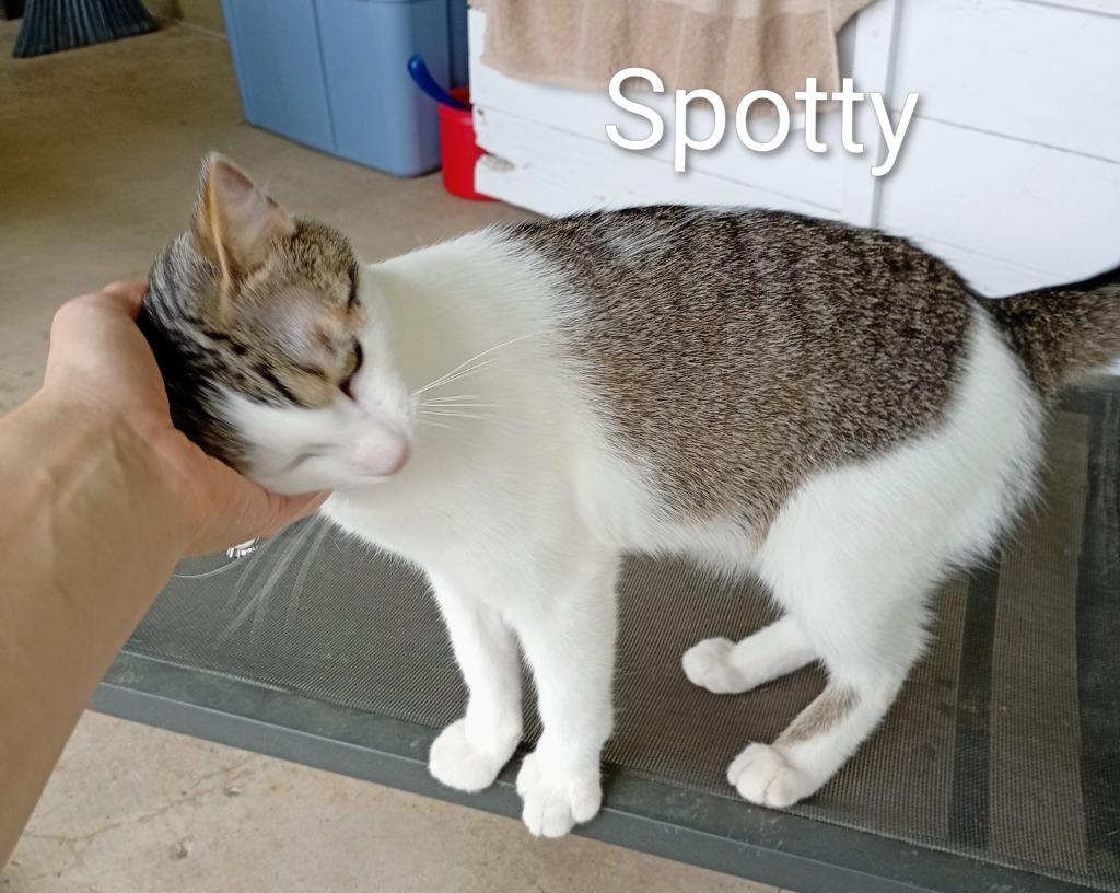 Enlarge Spotty (Fee Waived), a Adoptable mixed breed in Saint James, MN image 4/4