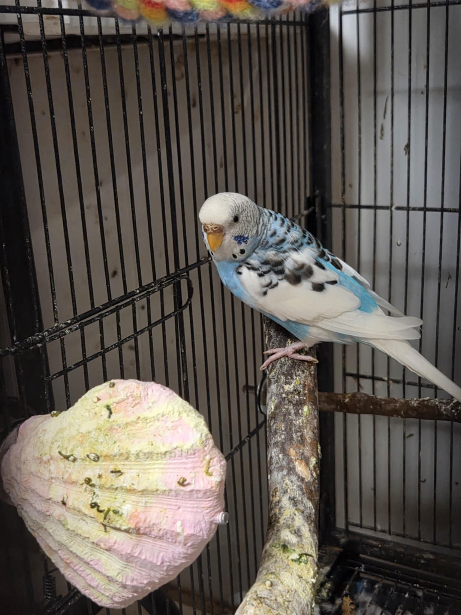 Tulip, Adult Female unknown
