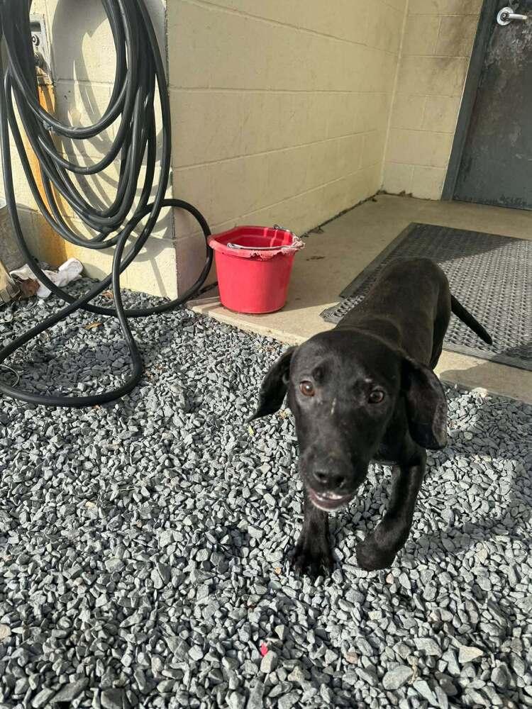 Enlarge DASHER, a Adoptable mixed breed in Dutton, VA image 1/2