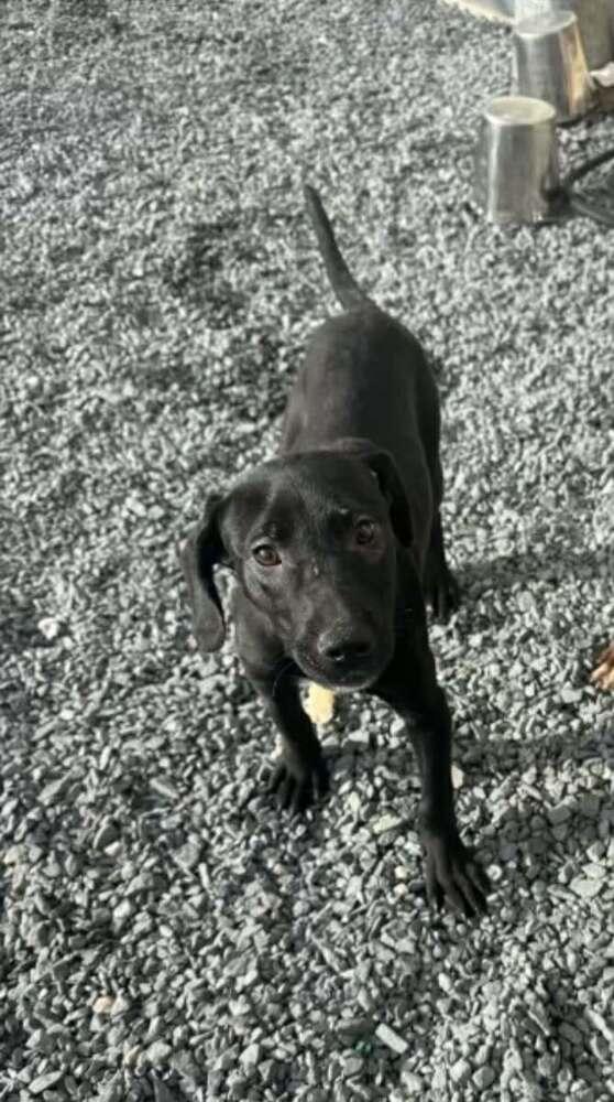 Enlarge DASHER, a Adoptable mixed breed in Dutton, VA image 2/2