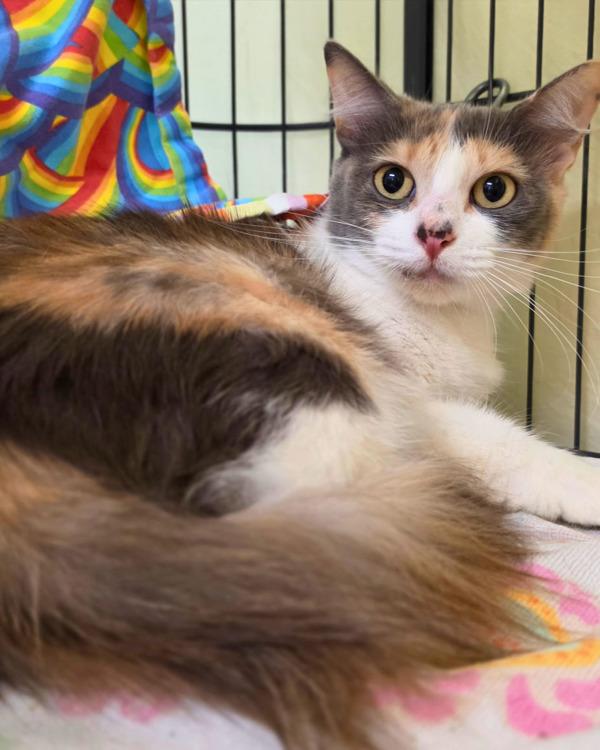 Enlarge Farro, a Adoptable mixed breed in Novato, CA image 2/2