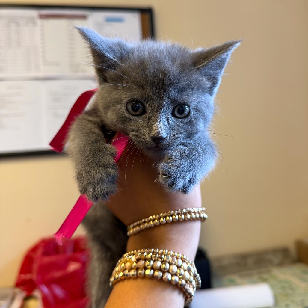 Enlarge Evie, a Adoptable Domestic Short Hair in Corinth, MS image 1/1