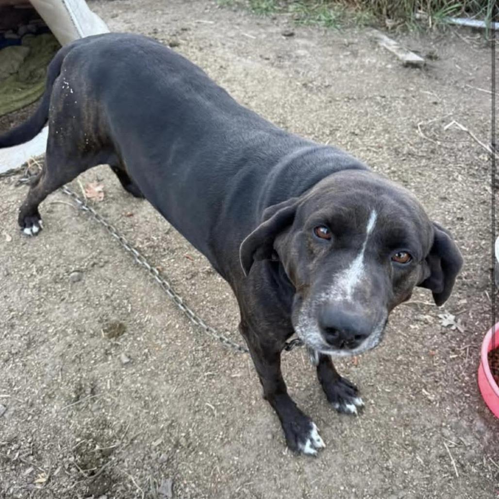 Walter, Adoptable, Adult Male Plott Hound.