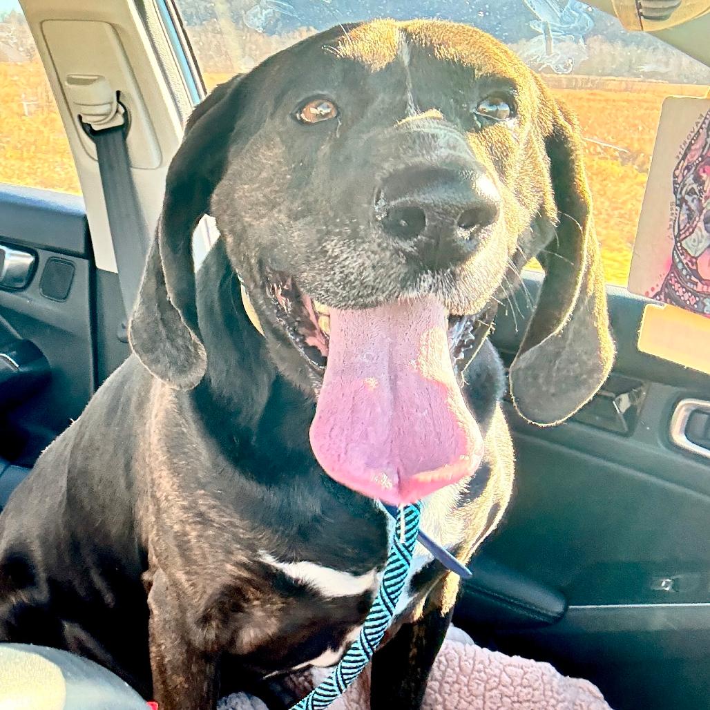 Enlarge Walter, a Adoptable Plott Hound in Milwaukee, WI image 2/3