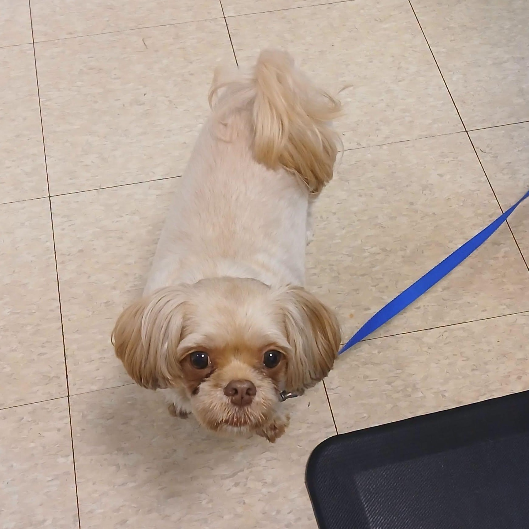 Lola, Adopted, Adult Female Shih Tzu.