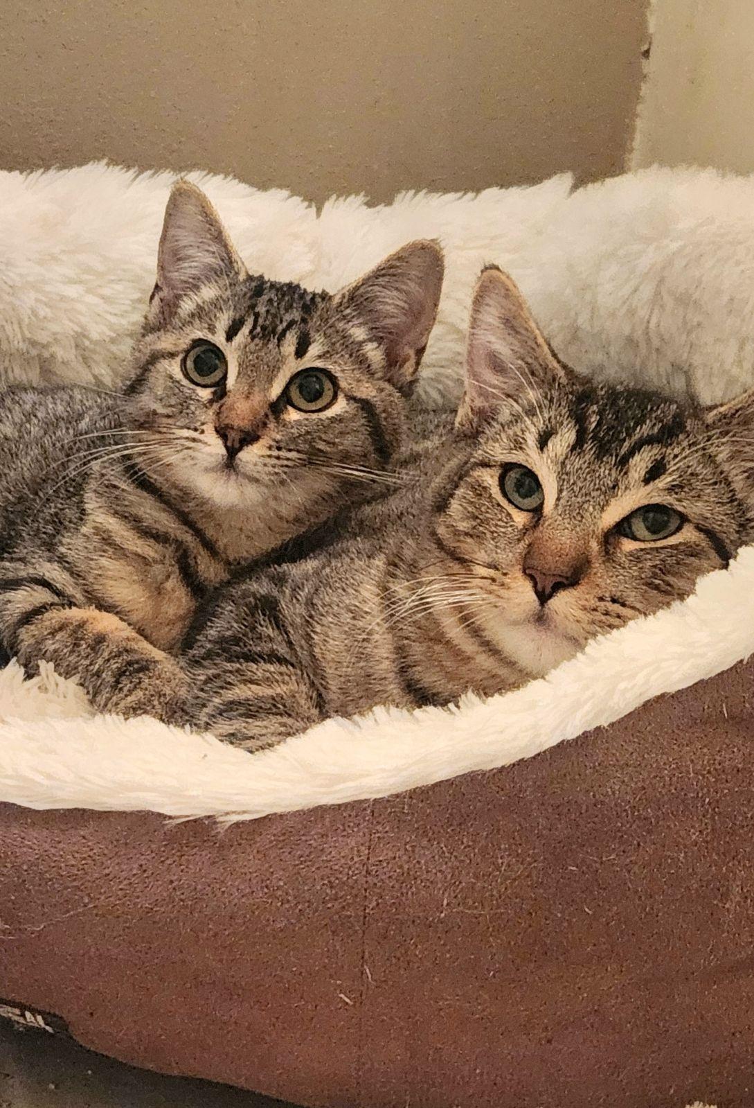 Koko and Max (BONDED/MUST be adopted together)
