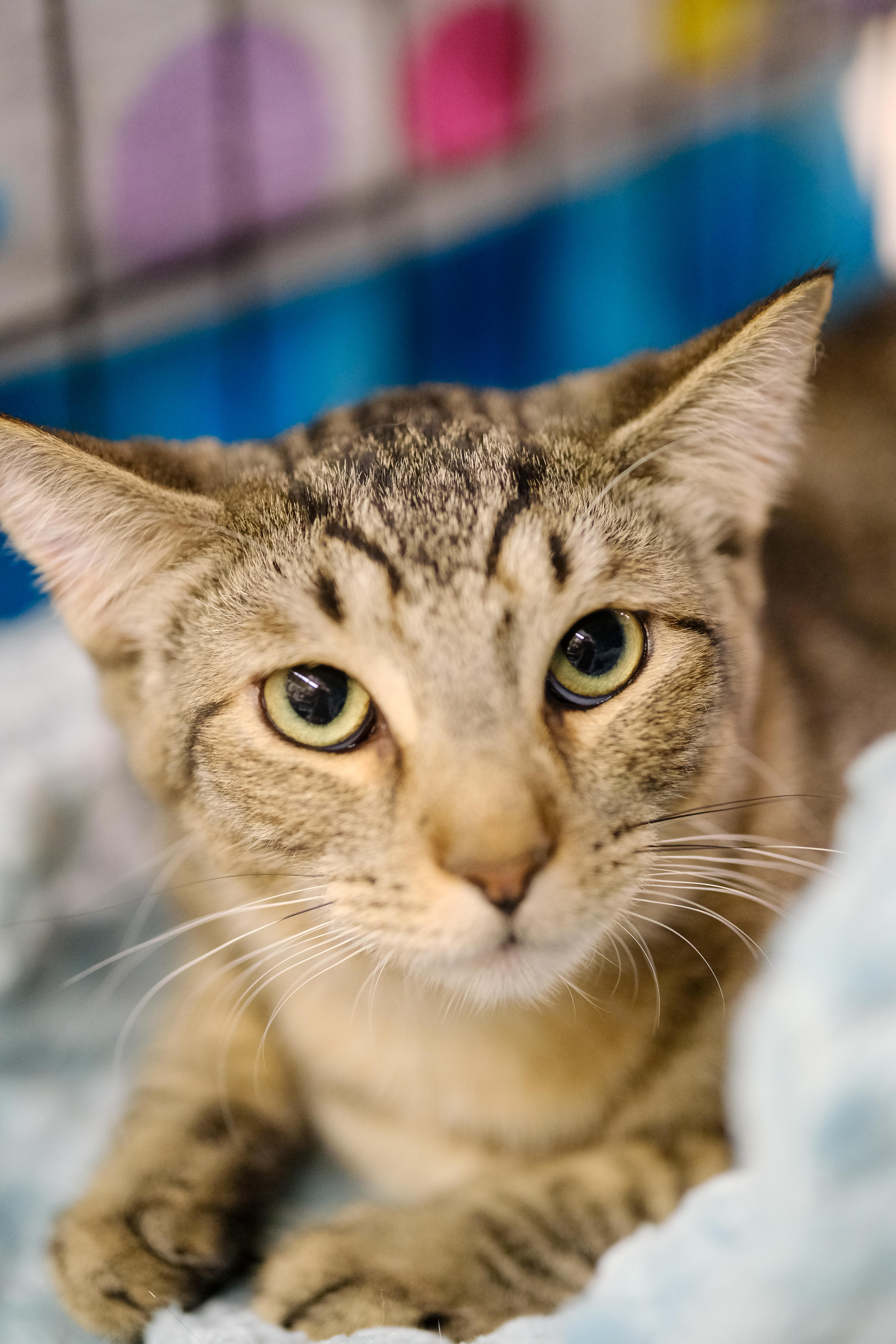 Koko and Max (BONDED/MUST be adopted together)