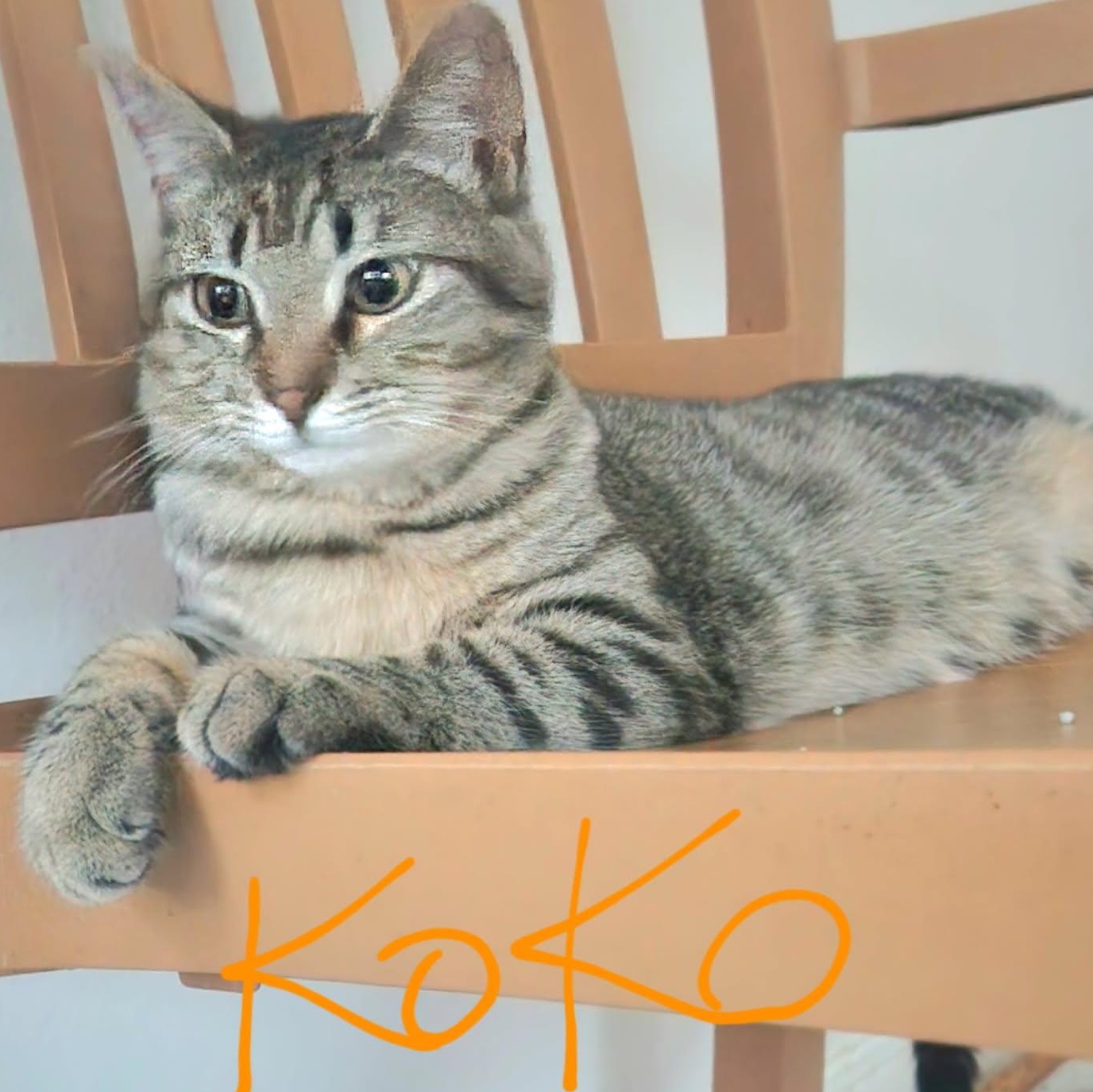 Koko and Max (BONDED/MUST be adopted together)
