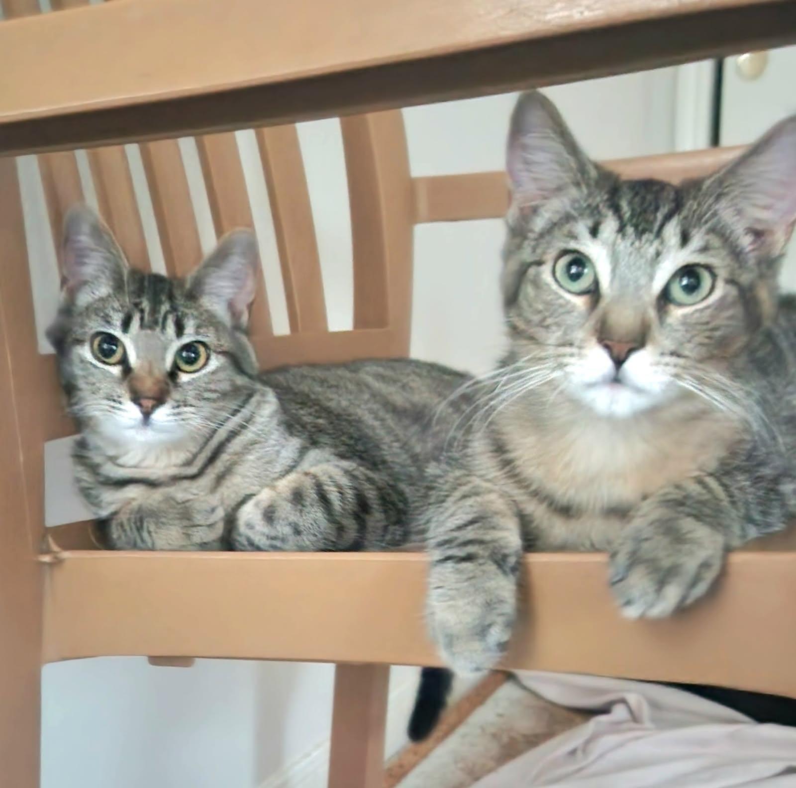 Koko and Max (BONDED/MUST be adopted together)