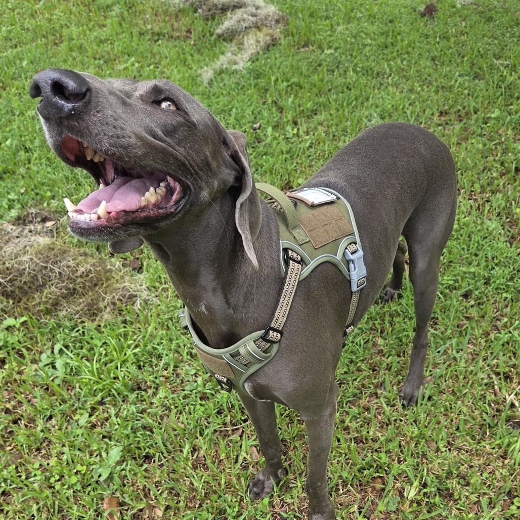 Enlarge Grey Goose, a Adoptable Weimaraner in Sarasota, FL image 1/6