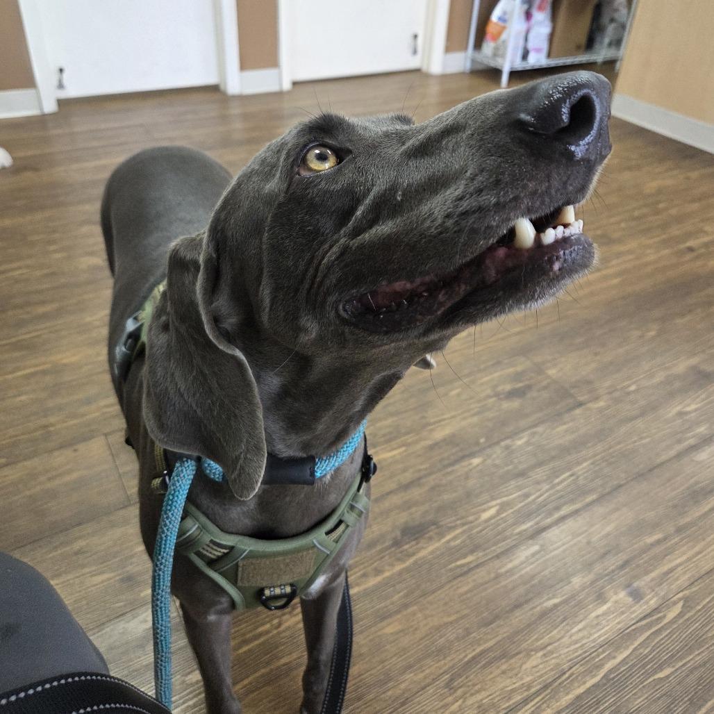 Enlarge Grey Goose, a Adoptable Weimaraner in Sarasota, FL image 2/6