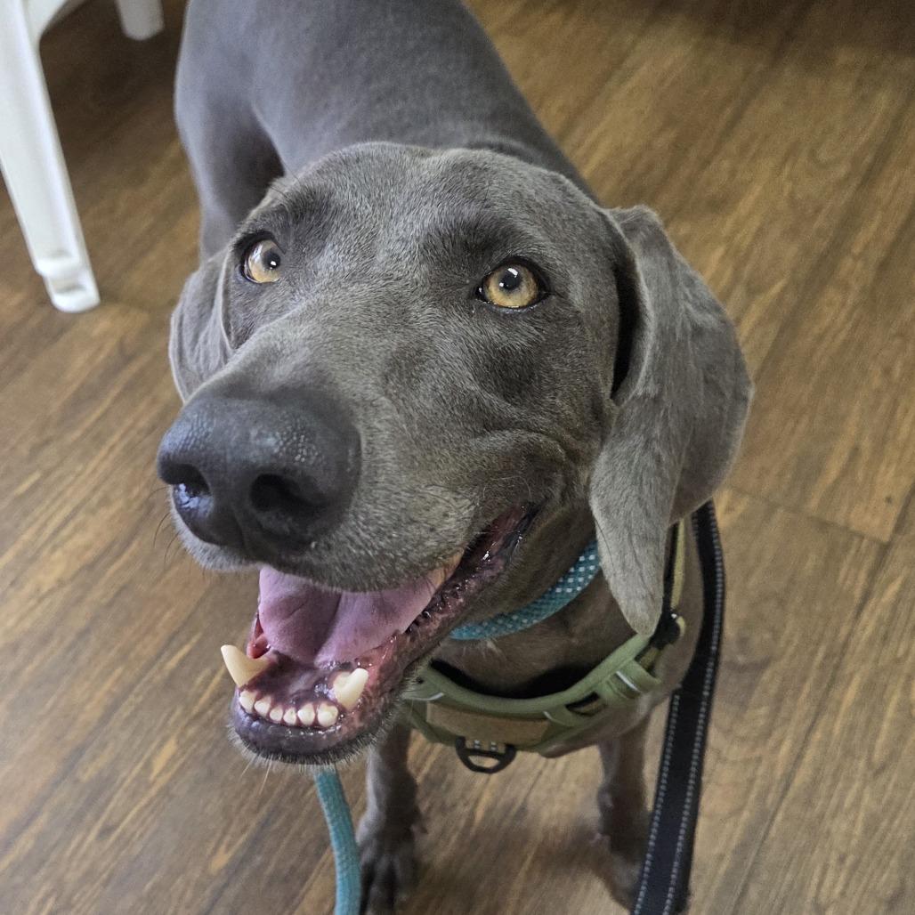 Enlarge Grey Goose, a Adoptable Weimaraner in Sarasota, FL image 3/6