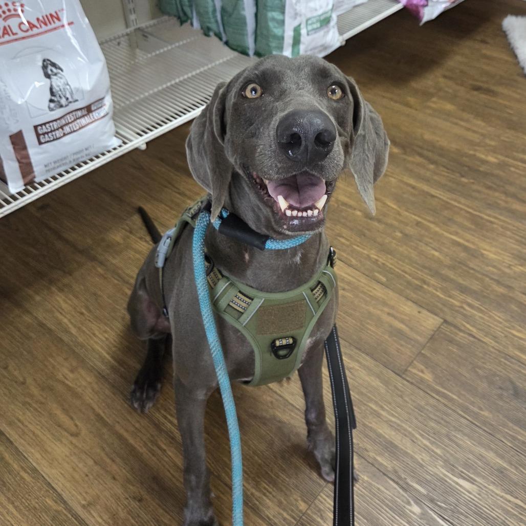 Enlarge Grey Goose, a Adoptable Weimaraner in Sarasota, FL image 4/6