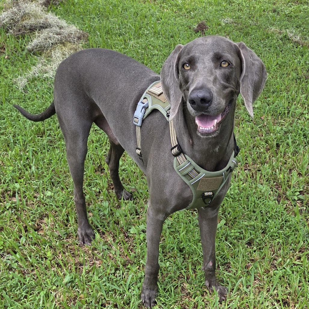 Enlarge Grey Goose, a Adoptable Weimaraner in Sarasota, FL image 5/6