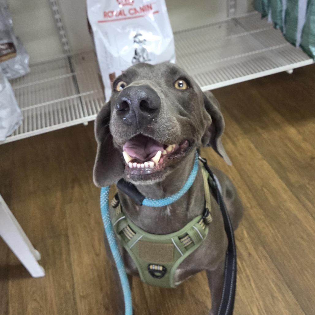 Enlarge Grey Goose, a Adoptable Weimaraner in Sarasota, FL image 6/6