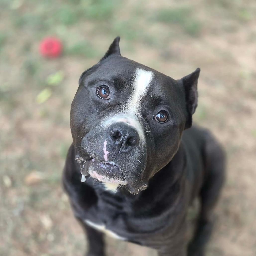 Enlarge Kodak, a Adoptable Pit Bull Terrier in Dover, AR image 1/5