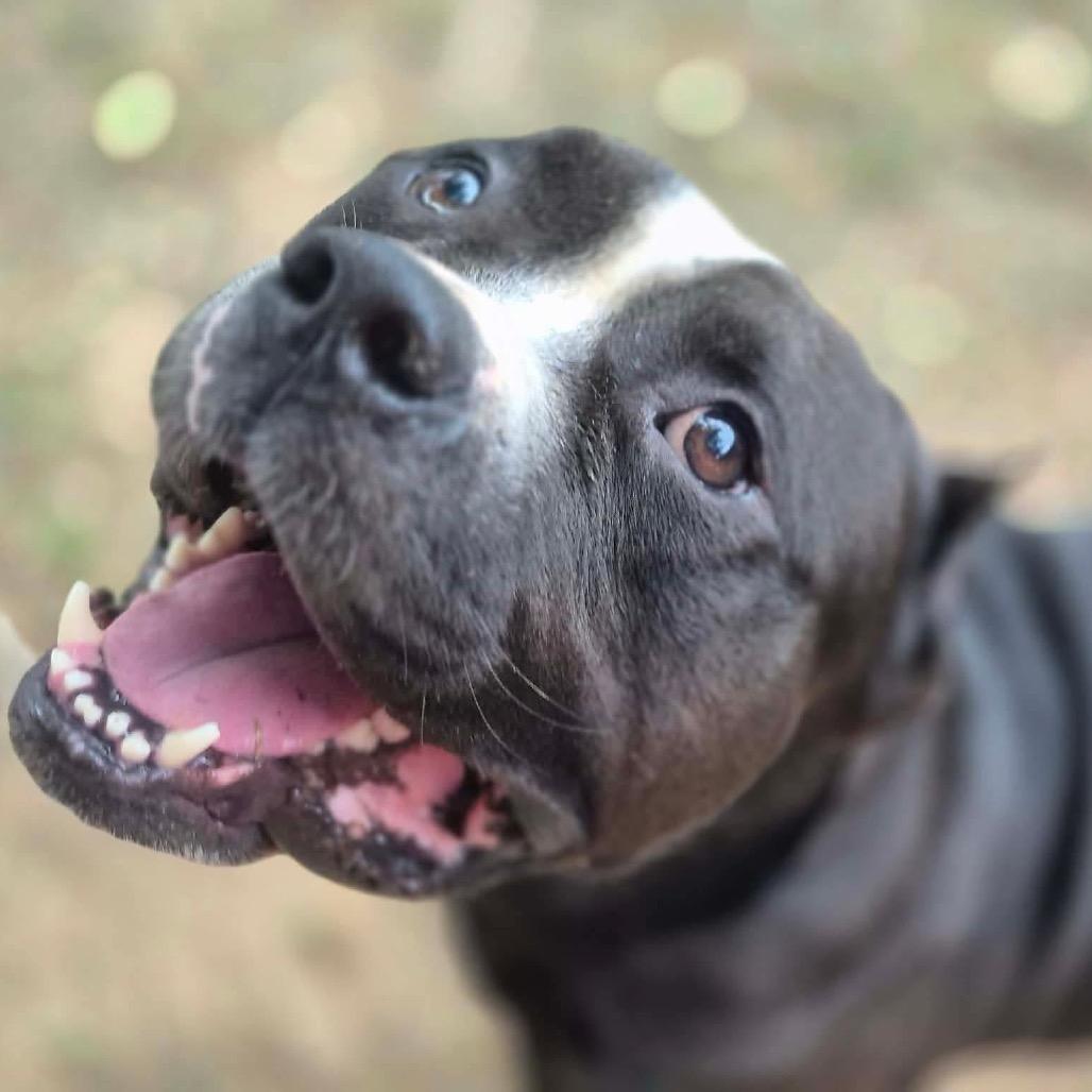 Enlarge Kodak, a Adoptable Pit Bull Terrier in Dover, AR image 2/5