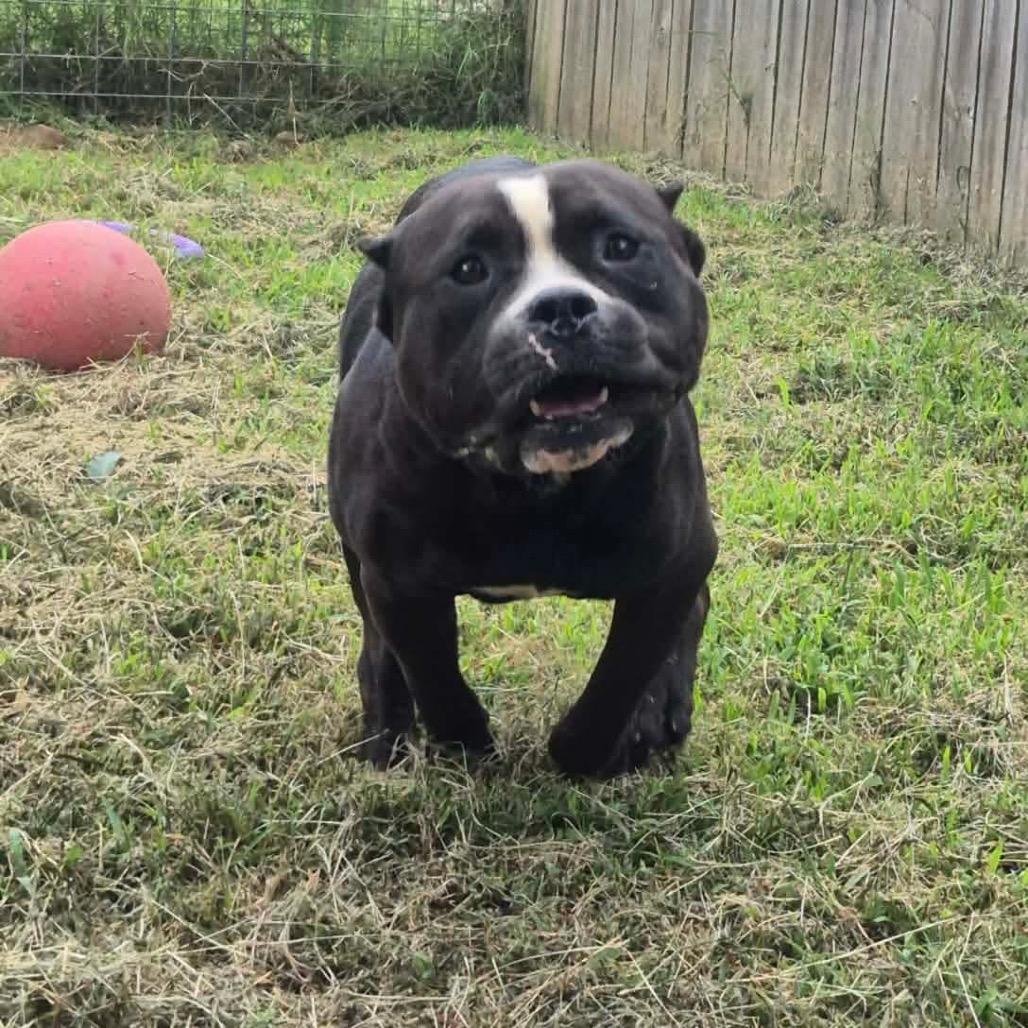 Enlarge Kodak, a Adoptable Pit Bull Terrier in Dover, AR image 3/5
