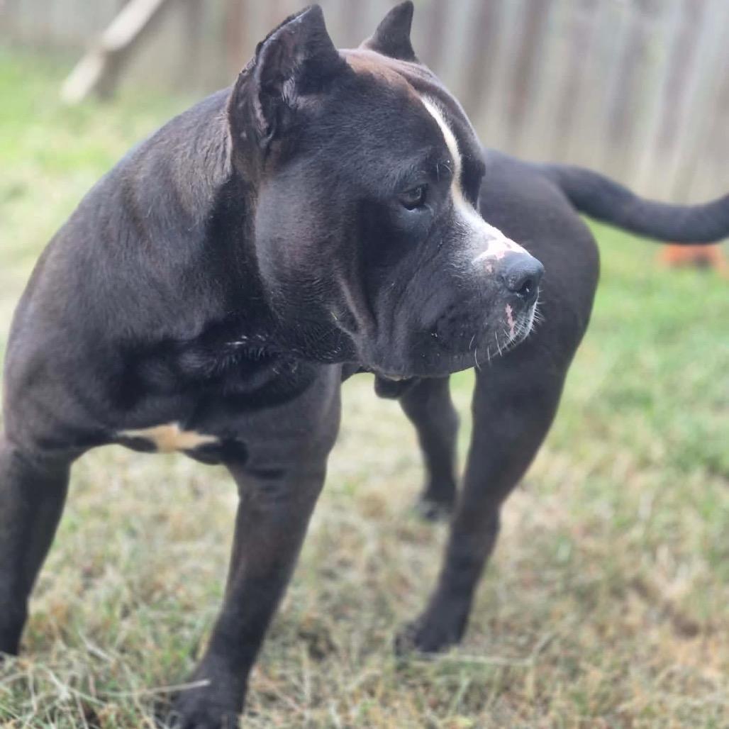 Enlarge Kodak, a Adoptable Pit Bull Terrier in Dover, AR image 4/5