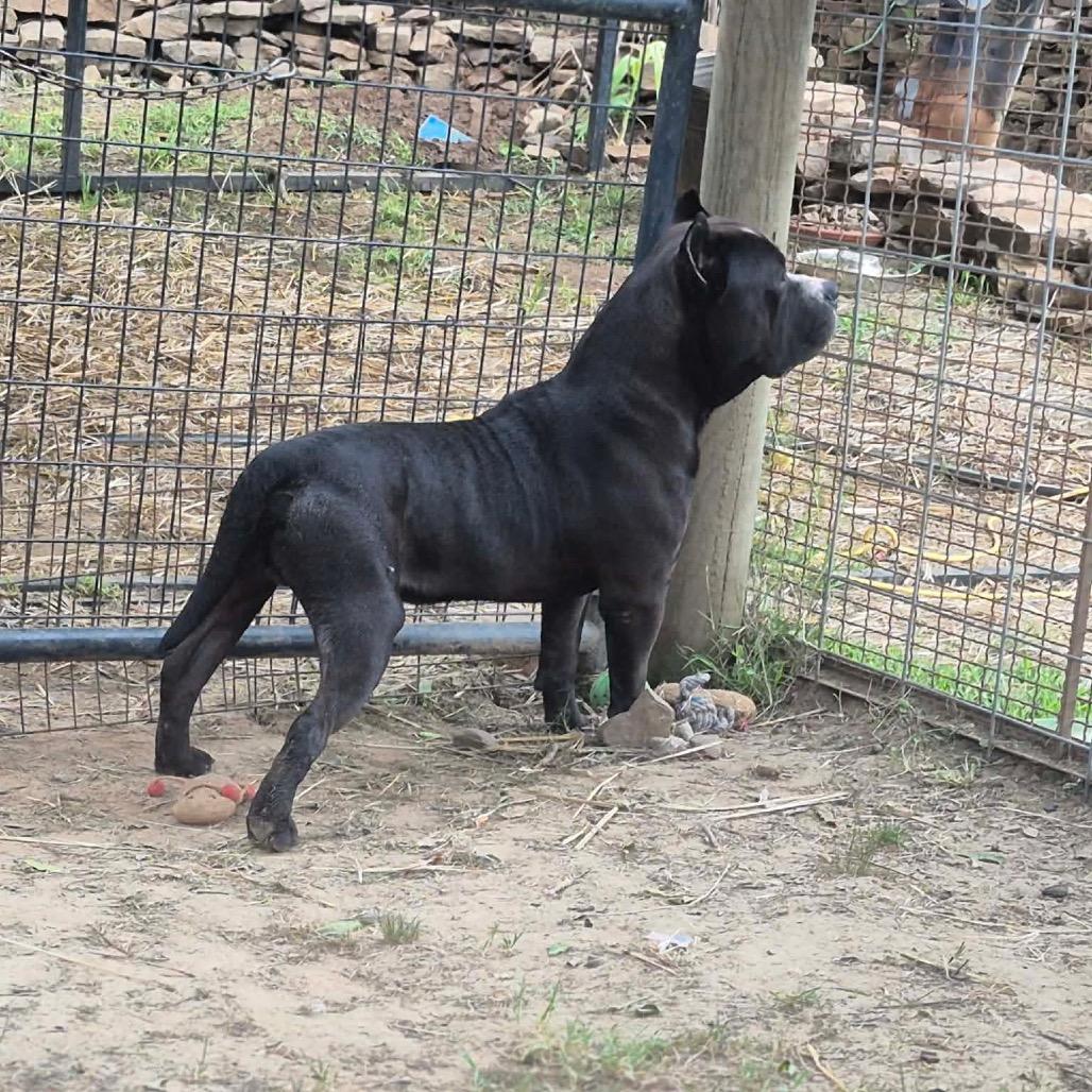 Enlarge Kodak, a Adoptable Pit Bull Terrier in Dover, AR image 5/5