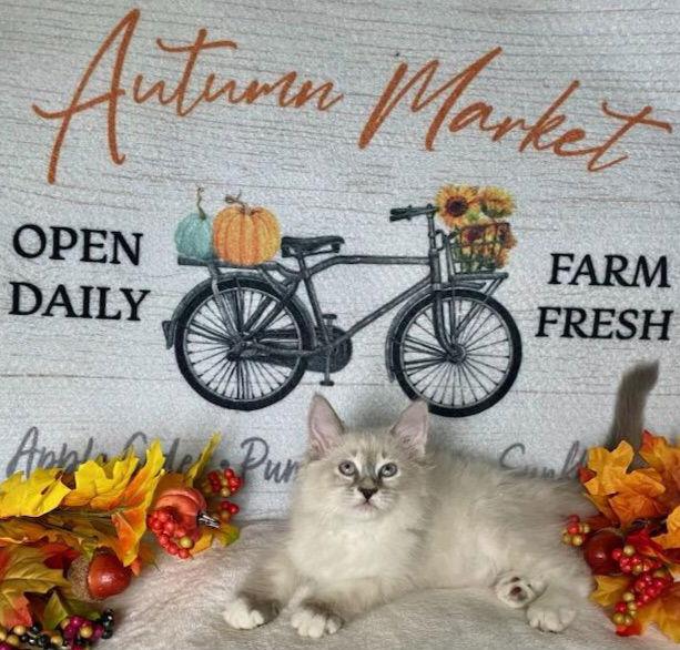 Cocktail Crew - PIÑA COLADA, Adoptable, Kitten Female Domestic Short Hair.