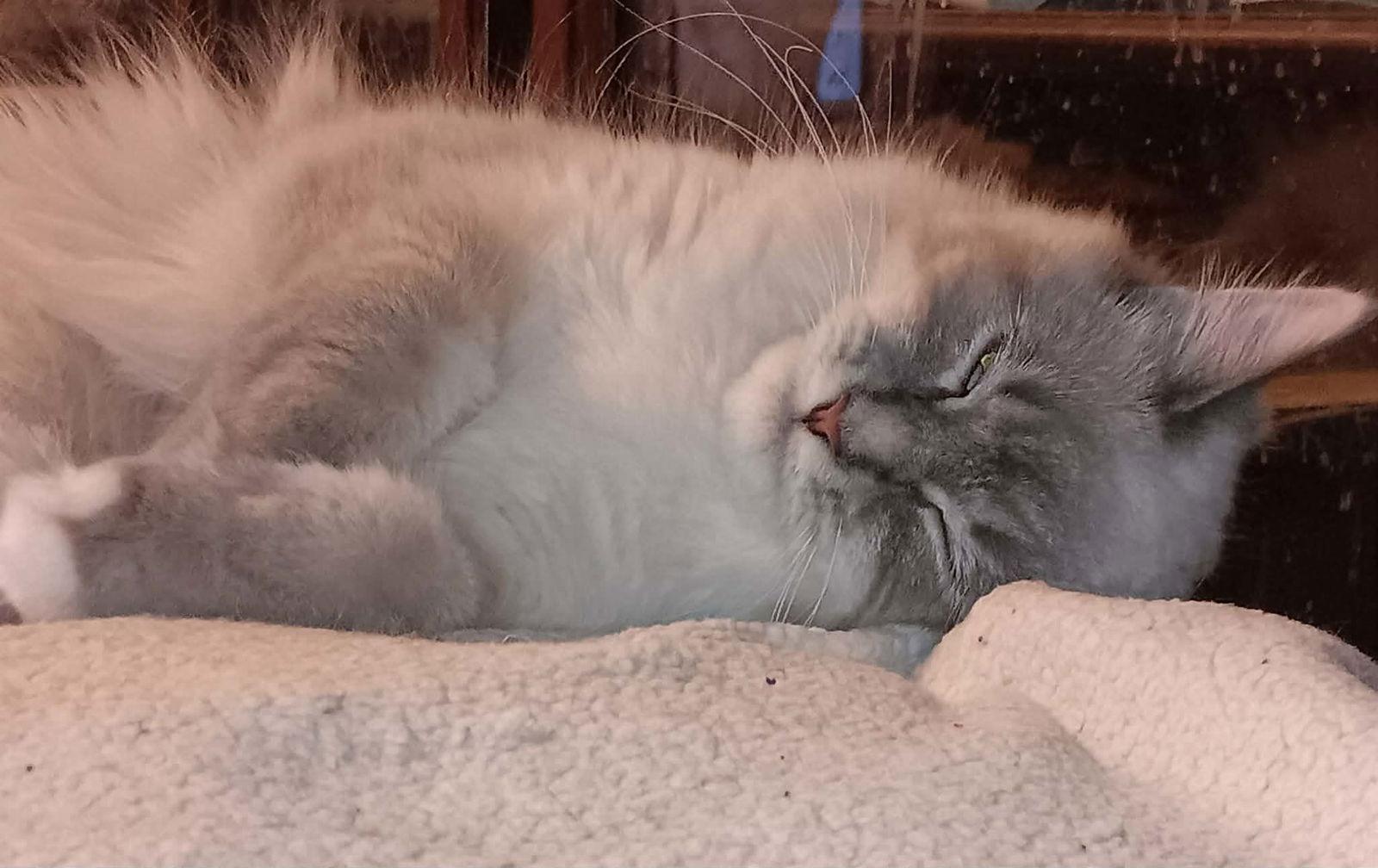 Cocktail Crew - PIÑA COLADA, Adoptable, Kitten Female Domestic Long Hair.