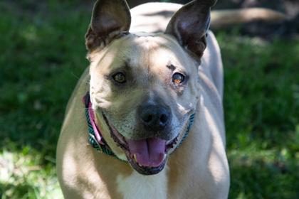 JJ, a Adoptable mixed breed in Kansas City, MO image 1/3