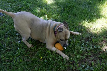 JJ, a Adoptable mixed breed in Kansas City, MO image 2/3
