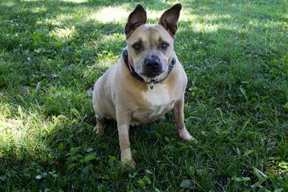 JJ, a Adoptable mixed breed in Kansas City, MO image 3/3