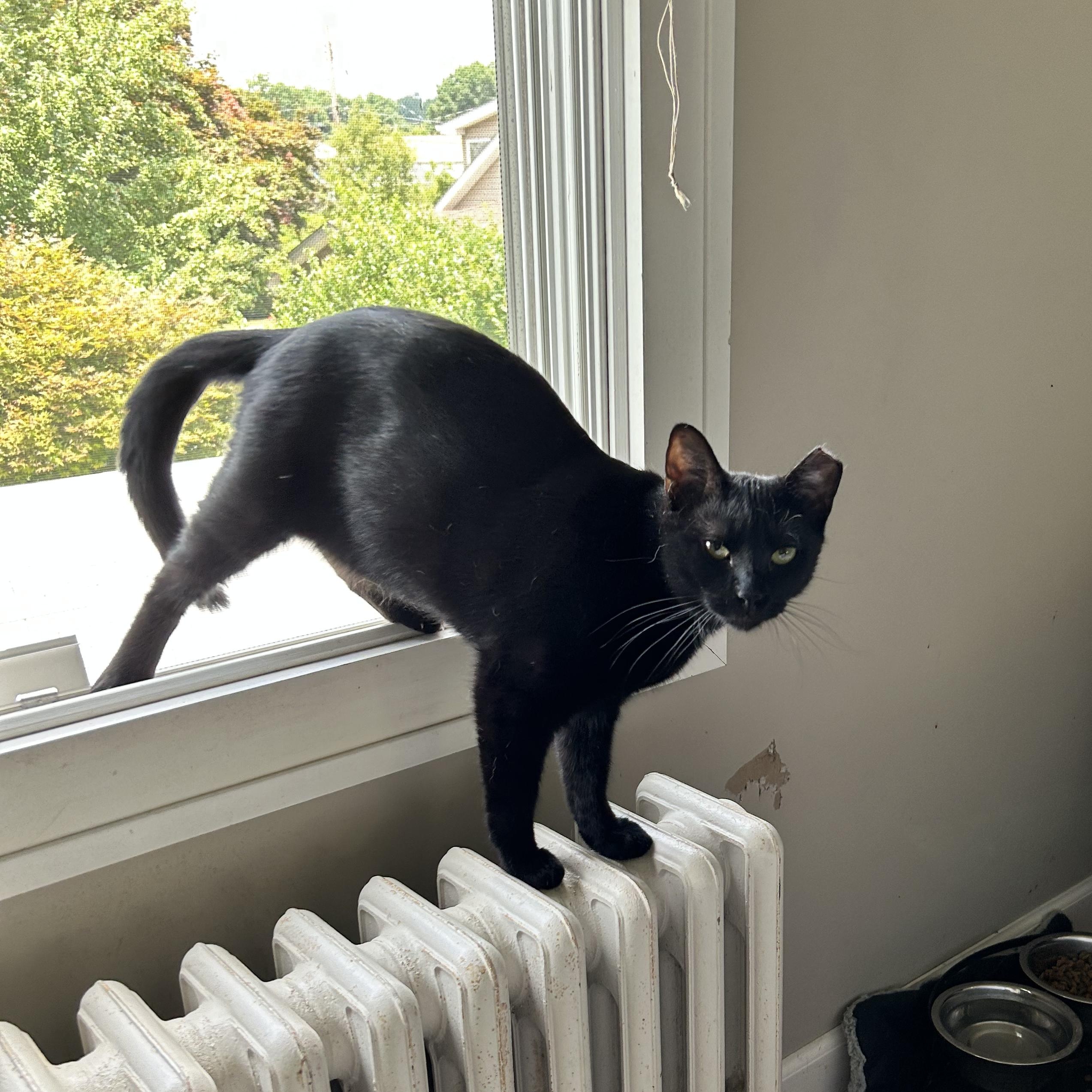 Emerson, Adoptable, Young Male Domestic Short Hair & Bombay.