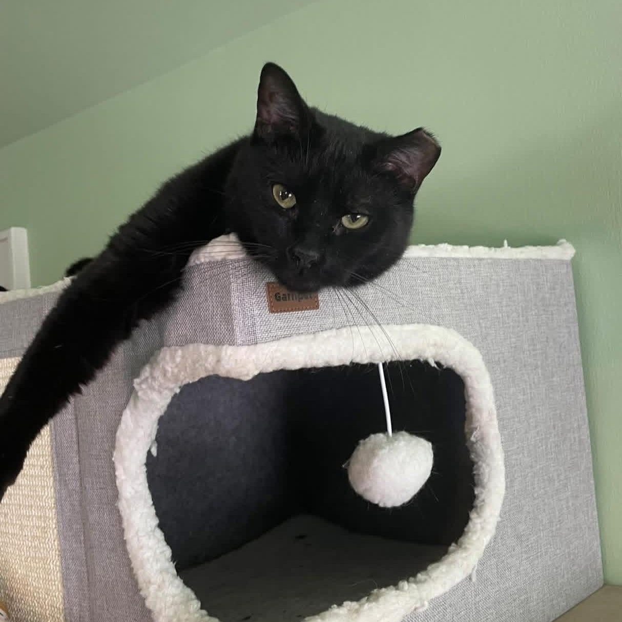 Emerson, Adoptable, Young Male Domestic Short Hair & Bombay.