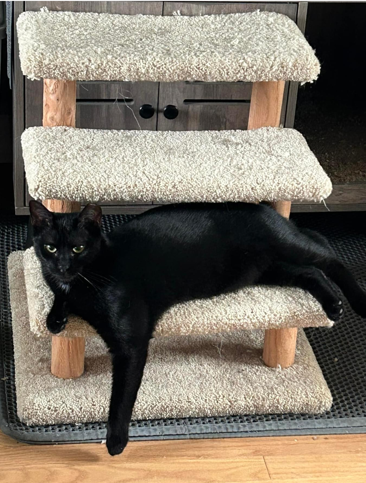 Enlarge Emerson, a Adoptable mixed breed in Newark, NJ image 3/4