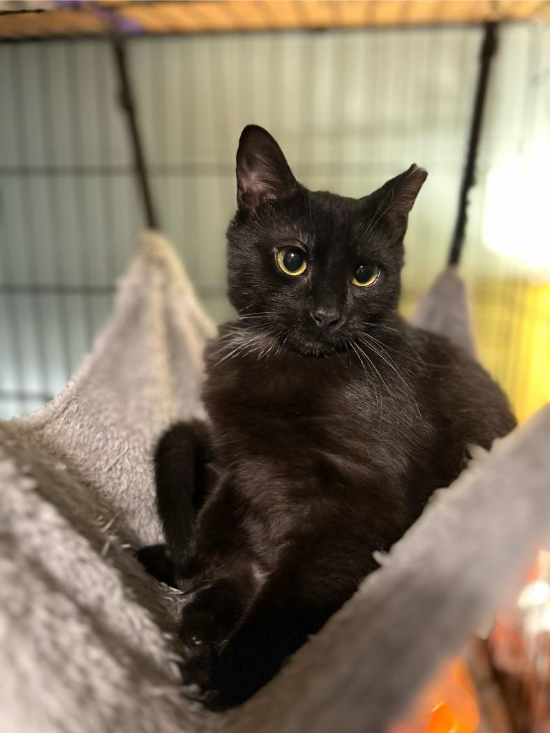 Enlarge Emerson, a Adoptable mixed breed in Newark, NJ image 4/4