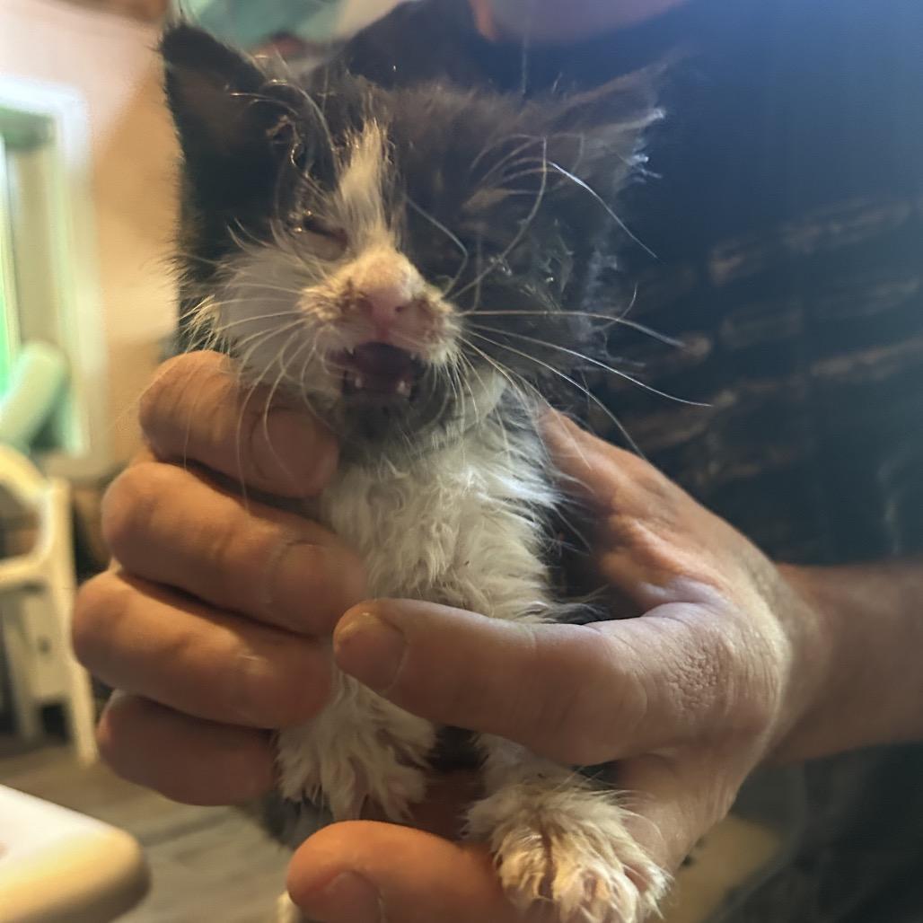 Taquito, Adoptable, Kitten Female Domestic Medium Hair.