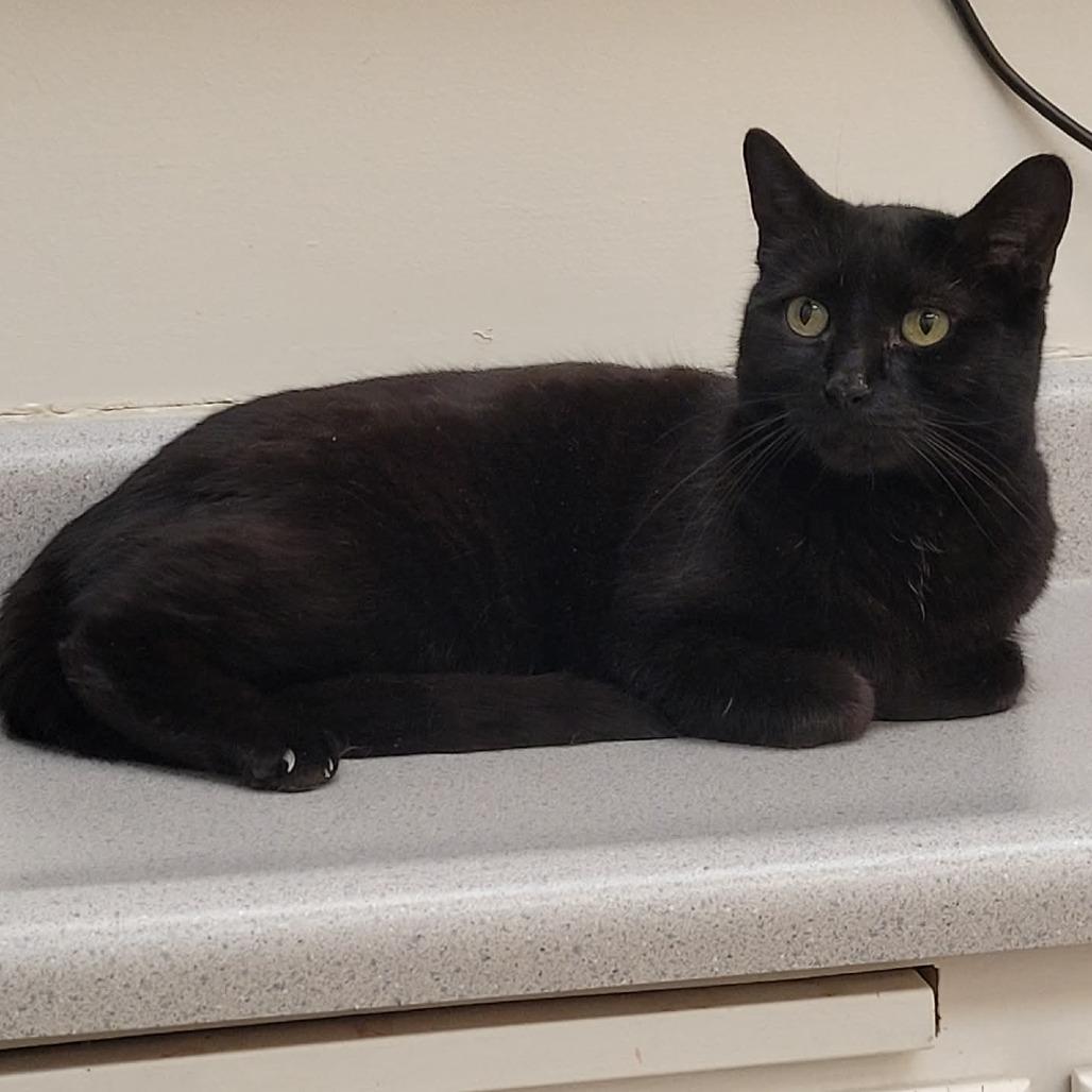 Enlarge Sheebah, a Adoptable Domestic Short Hair in Las Vegas, NV image 1/2