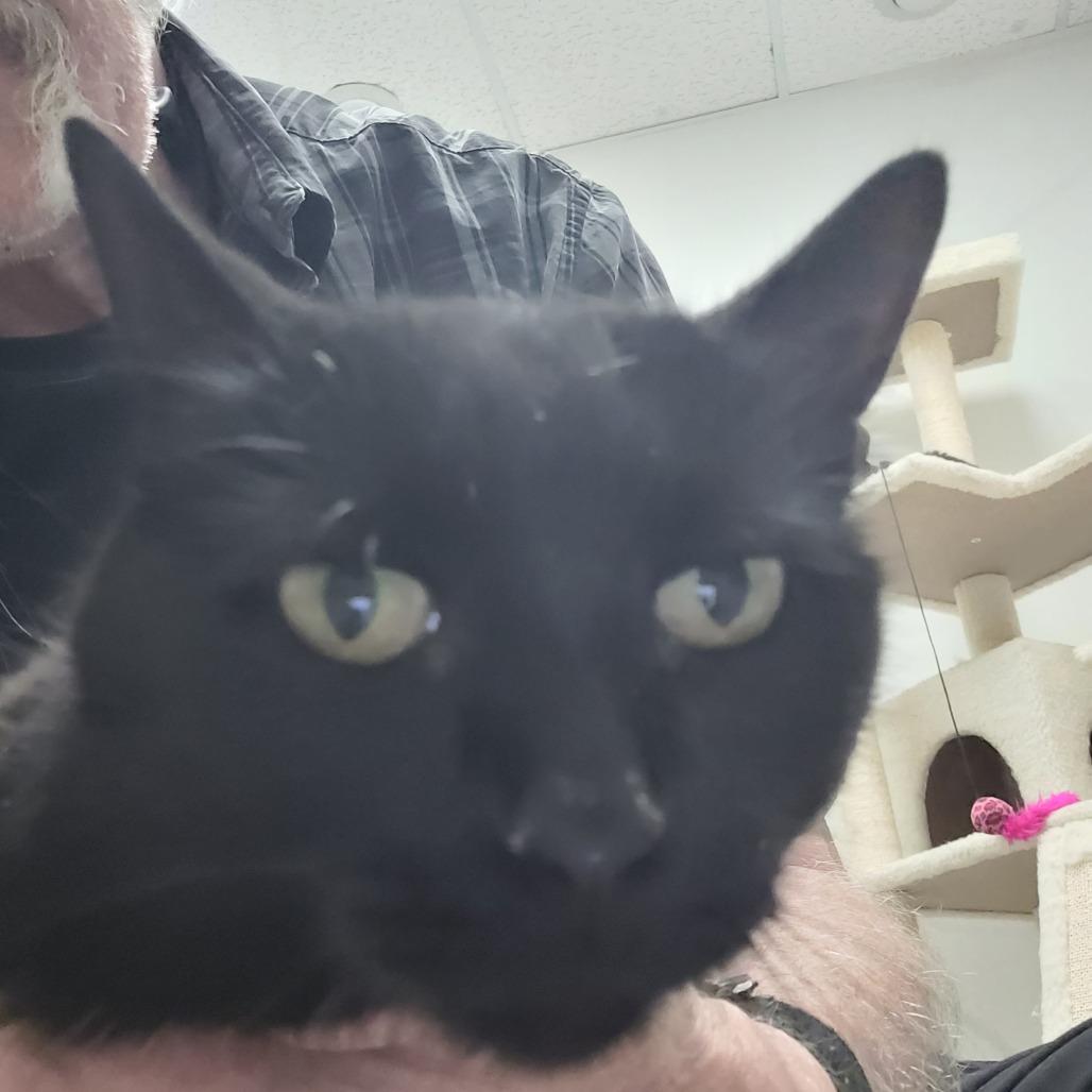 Enlarge Sheebah, a Adoptable Domestic Short Hair in Las Vegas, NV image 2/2