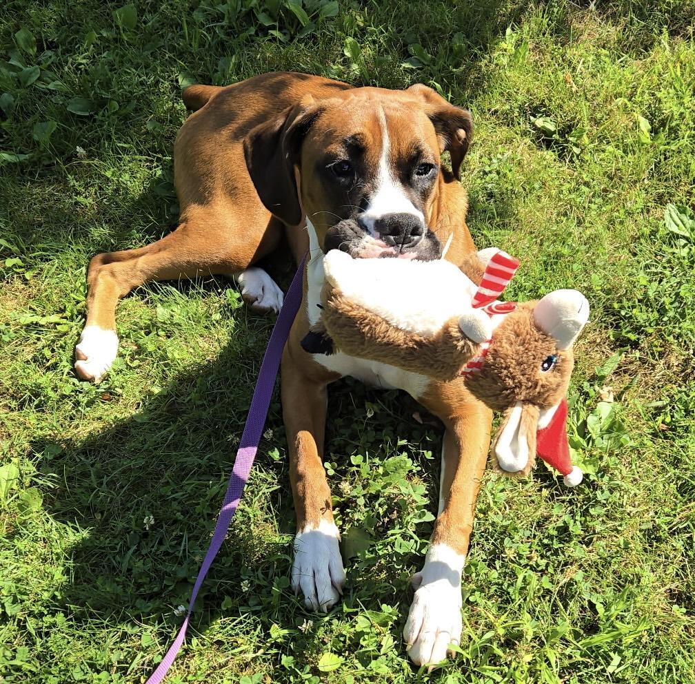 Enlarge Sadie, a Adoptable Boxer in Bristol, TN image 1/2