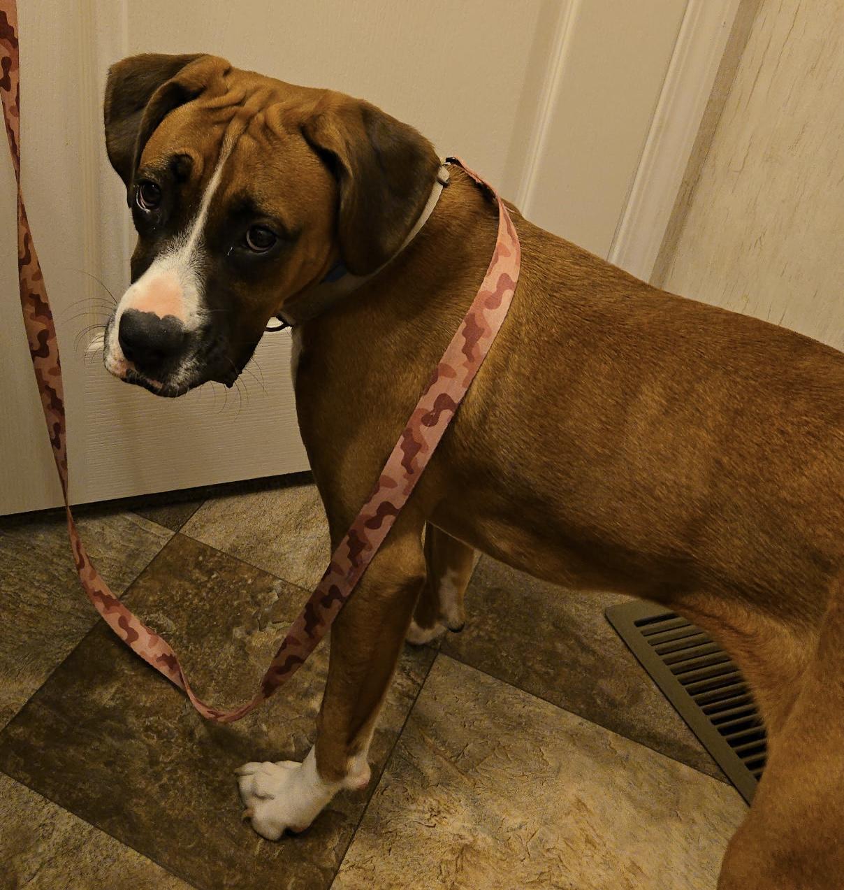 Enlarge Sadie, a Adoptable Boxer in Bristol, TN image 2/2
