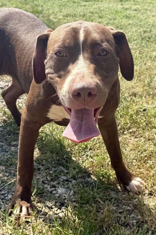 Enlarge Mary, a Adoptable Pit Bull Terrier in Maryville, TN image 1/3
