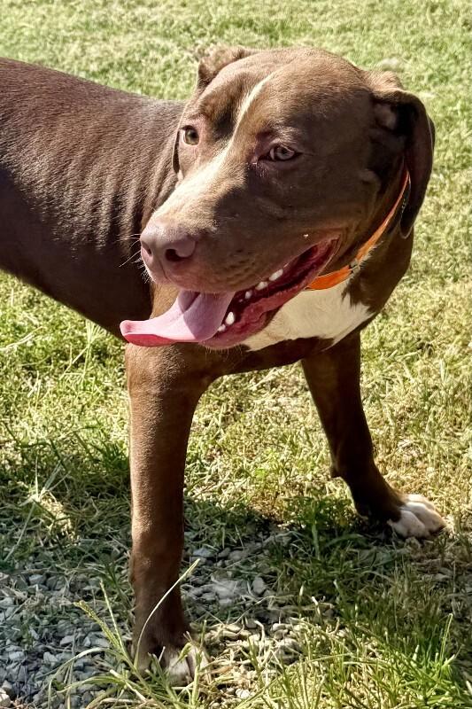 Enlarge Mary, a Adoptable Pit Bull Terrier in Maryville, TN image 2/3