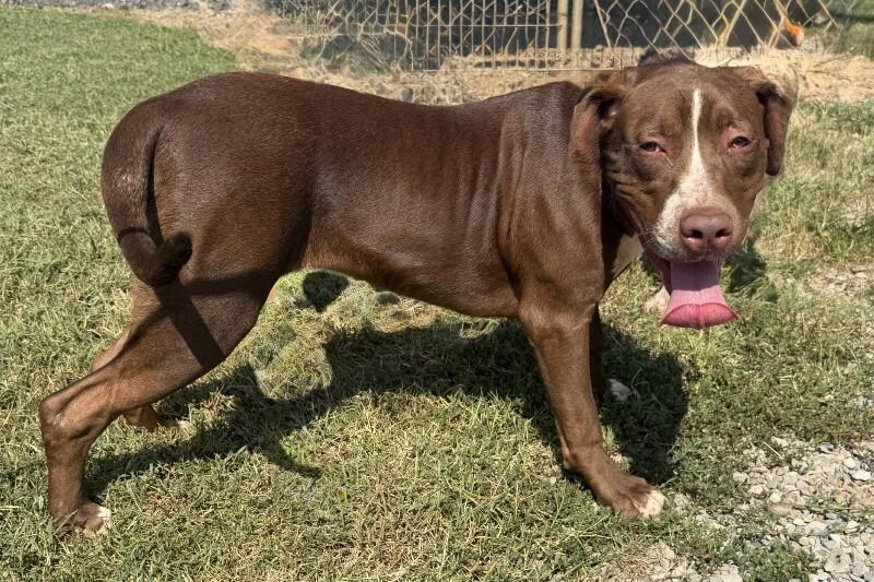 Enlarge Mary, a Adoptable Pit Bull Terrier in Maryville, TN image 3/3