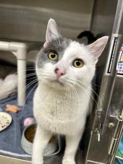 Enlarge Midnight, a Adoptable mixed breed in Munster, IN image 1/1