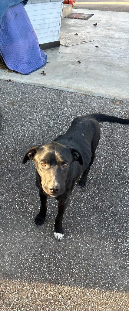 Buddy, Adoptable, Adult Male Labrador Retriever.