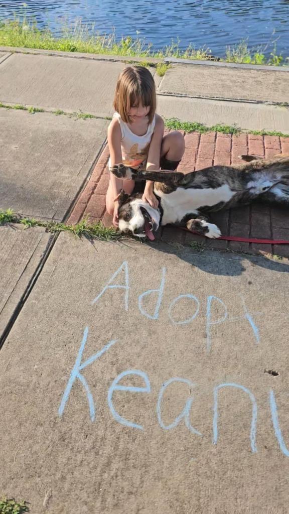 Enlarge Keanu, a Adopted mixed breed in Sprakers, NY image 1/6