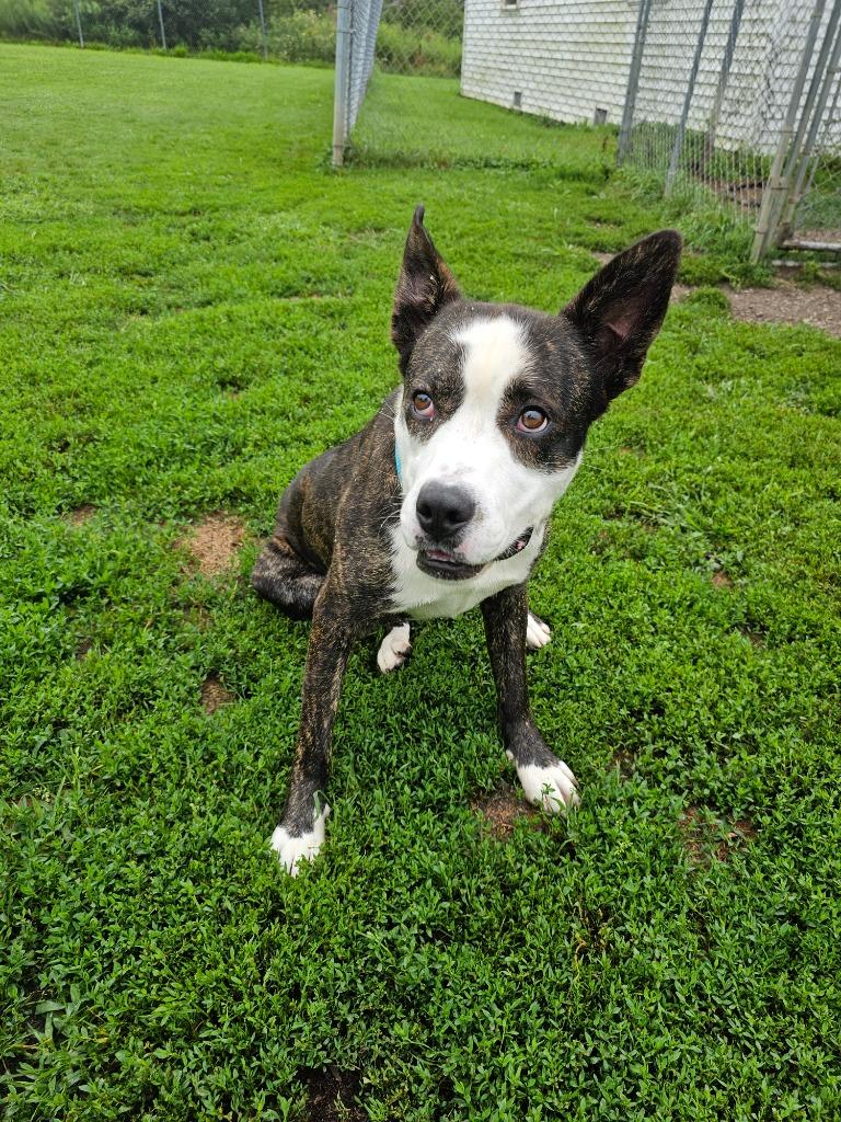 Enlarge Keanu, a Adopted mixed breed in Sprakers, NY image 2/6