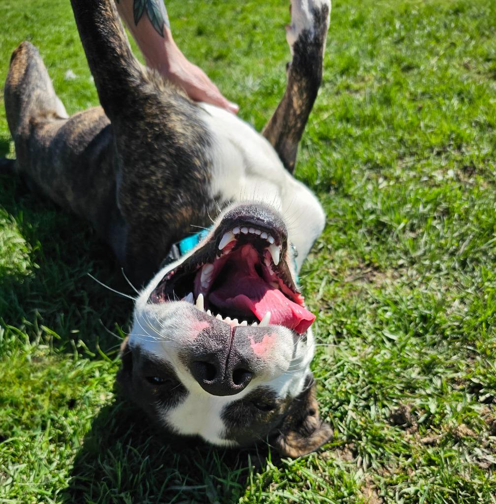 Enlarge Keanu, a Adopted mixed breed in Sprakers, NY image 3/6